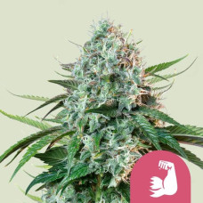 HulkBerry feminised (Royal Queen Seeds)