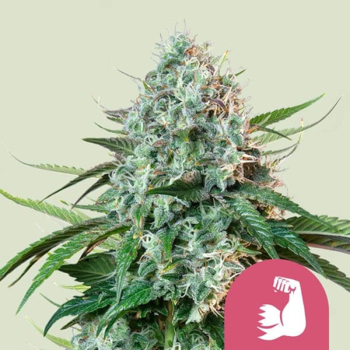 Семена конопли HulkBerry fem. Royal Queen Seeds Семена конопли HulkBerry fem. Royal Queen Seeds