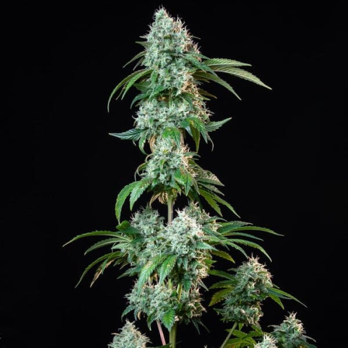 Семена конопли HulkBerry fem. Royal Queen Seeds Семена конопли HulkBerry fem. Royal Queen Seeds