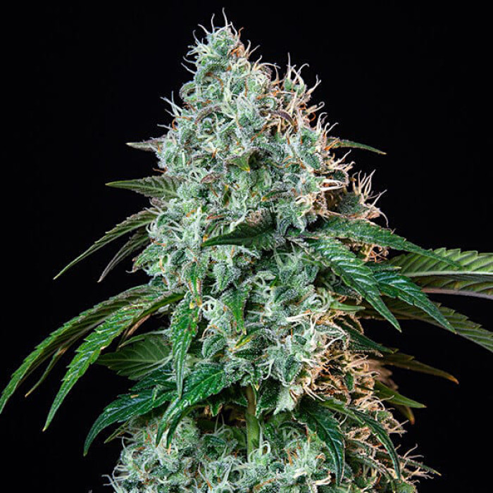 Семена конопли HulkBerry fem. Royal Queen Seeds Семена конопли HulkBerry fem. Royal Queen Seeds