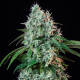 Семена конопли HulkBerry fem. Royal Queen Seeds Семена конопли HulkBerry fem. Royal Queen Seeds