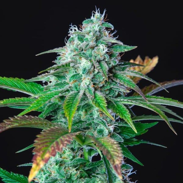 Семена конопли HulkBerry fem. Royal Queen Seeds Семена конопли HulkBerry fem. Royal Queen Seeds
