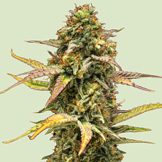 Hyperion F1 auto feminised (Royal Queen Seeds)