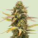 Семена конопли Hyperion F1 autofem. Royal Queen Seeds