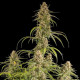 Семена конопли Hyperion F1 autofem. Royal Queen Seeds