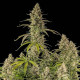 Семена конопли Hyperion F1 autofem. Royal Queen Seeds