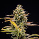 Семена конопли Hyperion F1 autofem. Royal Queen Seeds