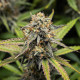 Семена конопли Hyperion F1 autofem. Royal Queen Seeds