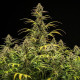 Семена конопли Hyperion F1 autofem. Royal Queen Seeds