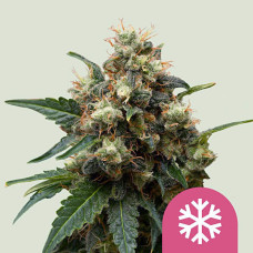 ICE feminised (Royal Queen Seeds)