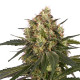 Семена конопли ICE fem. Royal Queen Seeds