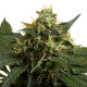 Семена конопли ICE fem. Royal Queen Seeds
