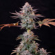 Семена конопли ICE fem. Royal Queen Seeds