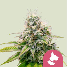Kali Dog feminised (Royal Queen Seeds)