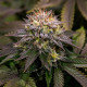 Семена конопли Kali Dog fem. Royal Queen Seeds