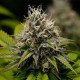Семена конопли Kali Dog fem. Royal Queen Seeds