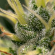Семена конопли Kali Dog fem. Royal Queen Seeds