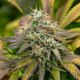 Семена конопли Kali Dog fem. Royal Queen Seeds