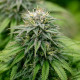 Семена конопли Kali Dog fem. Royal Queen Seeds