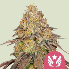 Legendary OG Punch feminised (Royal Queen Seeds)