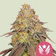 Семена конопли Legendary OG Punch fem. Royal Queen Seeds