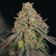 Семена конопли Legendary OG Punch fem. Royal Queen Seeds