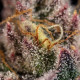 Семена конопли Legendary OG Punch fem. Royal Queen Seeds