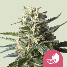 Lemon Shining Silver Haze feminised (Royal Queen Seeds)
