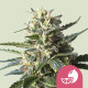 Семена конопли Lemon Shining Silver Haze fem. Royal Queen Seeds