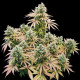 Семена конопли Lemon Shining Silver Haze fem. Royal Queen Seeds