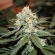 Семена конопли Lemon Shining Silver Haze fem. Royal Queen Seeds