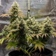 Семена конопли Lemon Shining Silver Haze fem. Royal Queen Seeds