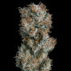 Семена конопли Lemon Shining Silver Haze fem. Royal Queen Seeds