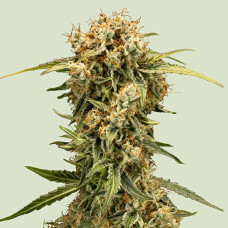 Medusa F1 auto feminised (Royal Queen Seeds)