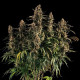 Насіння коноплі Medusa F1 autofem. Royal Queen Seeds