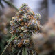 Насіння коноплі Medusa F1 autofem. Royal Queen Seeds
