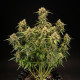 Насіння коноплі Medusa F1 autofem. Royal Queen Seeds