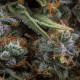 Насіння коноплі Medusa F1 autofem. Royal Queen Seeds