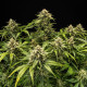 Насіння коноплі Medusa F1 autofem. Royal Queen Seeds