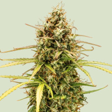 Milky Way F1 auto feminised (Royal Queen Seeds)