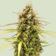Семена конопли Milky Way F1 autofem. Royal Queen Seeds Семена конопли Milky Way F1 autofem. Royal Queen Seeds