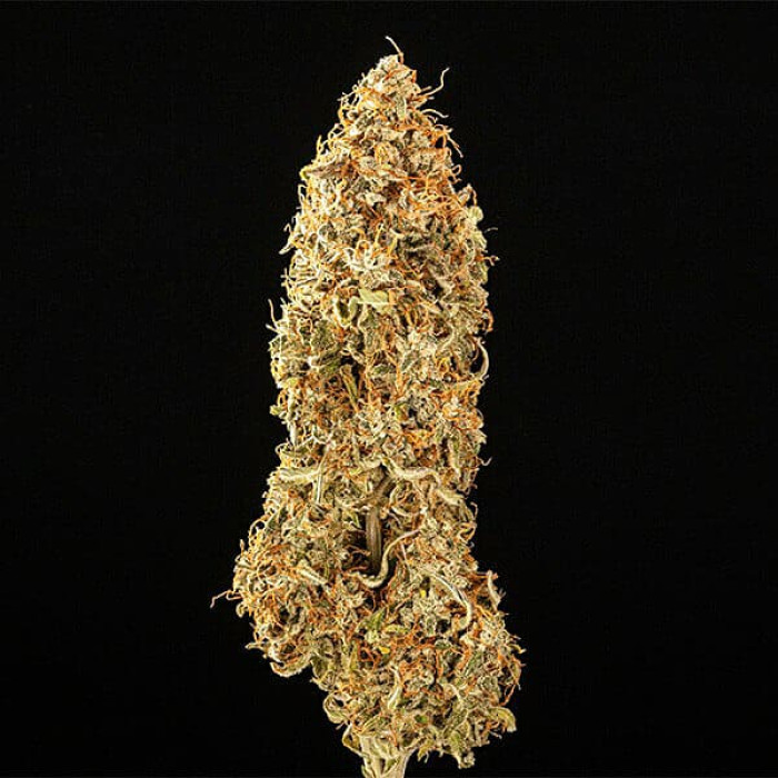 Семена конопли Milky Way F1 autofem. Royal Queen Seeds Семена конопли Milky Way F1 autofem. Royal Queen Seeds