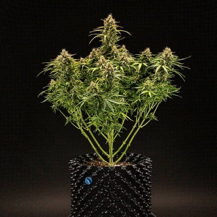 Семена конопли Milky Way F1 autofem. Royal Queen Seeds Семена конопли Milky Way F1 autofem. Royal Queen Seeds