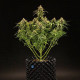 Семена конопли Milky Way F1 autofem. Royal Queen Seeds Семена конопли Milky Way F1 autofem. Royal Queen Seeds