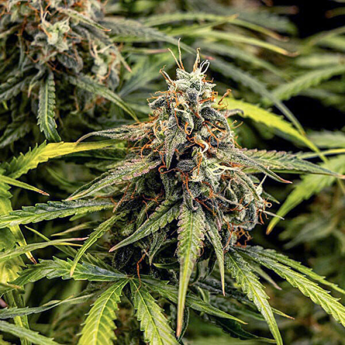Семена конопли Milky Way F1 autofem. Royal Queen Seeds Семена конопли Milky Way F1 autofem. Royal Queen Seeds