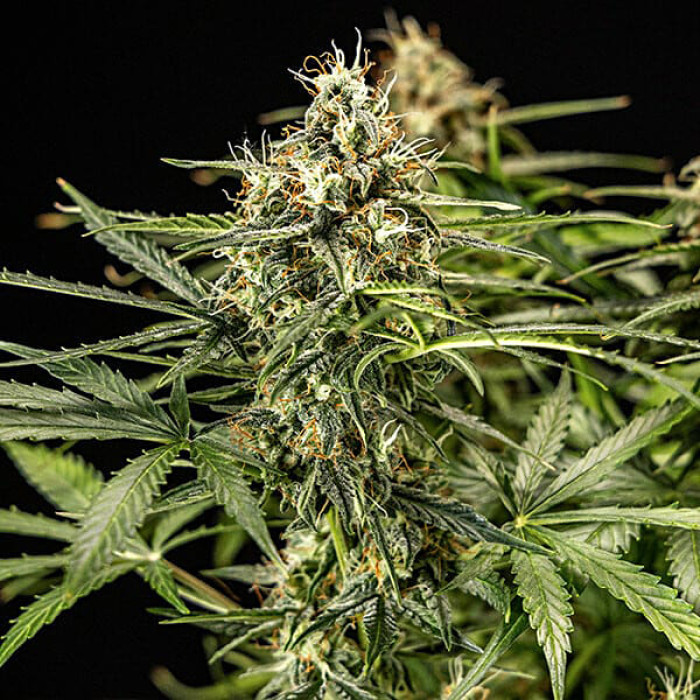 Семена конопли Milky Way F1 autofem. Royal Queen Seeds Семена конопли Milky Way F1 autofem. Royal Queen Seeds