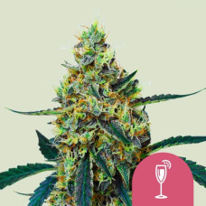 Mimosa feminised (Royal Queen Seeds)