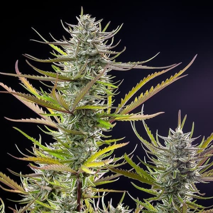 Семена конопли Mimosa fem. Royal Queen Seeds Семена конопли Mimosa fem. Royal Queen Seeds
