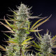 Семена конопли Mimosa fem. Royal Queen Seeds Семена конопли Mimosa fem. Royal Queen Seeds