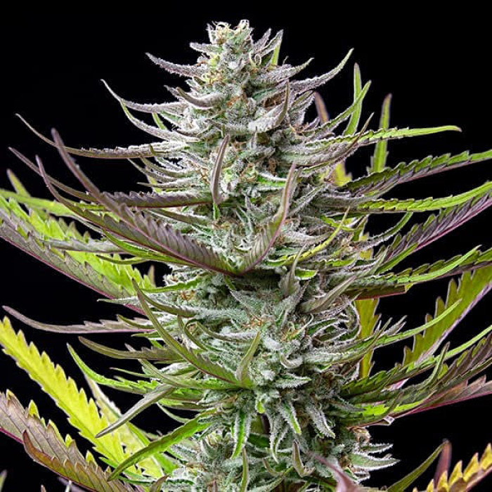 Семена конопли Mimosa fem. Royal Queen Seeds Семена конопли Mimosa fem. Royal Queen Seeds